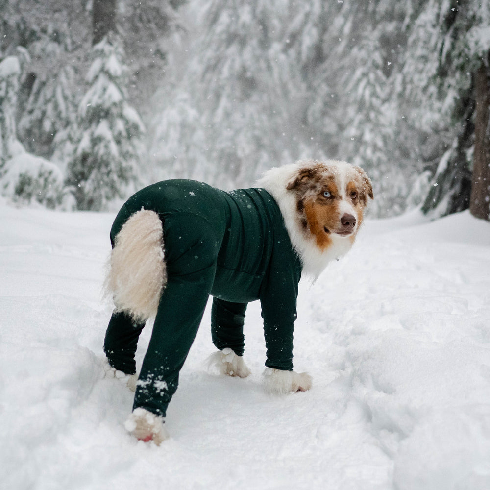 Does My Dog Need a Winter Jacket? Wilderdog Does My Dog Need a Winter Jacket? Wilderdog