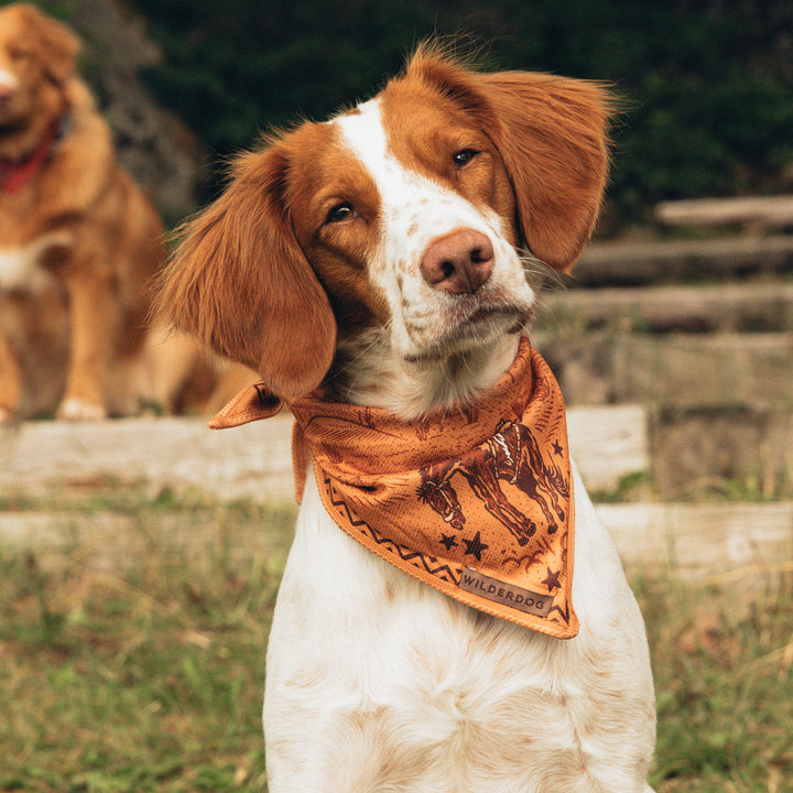 Cowpoke Bandana – Wilderdog