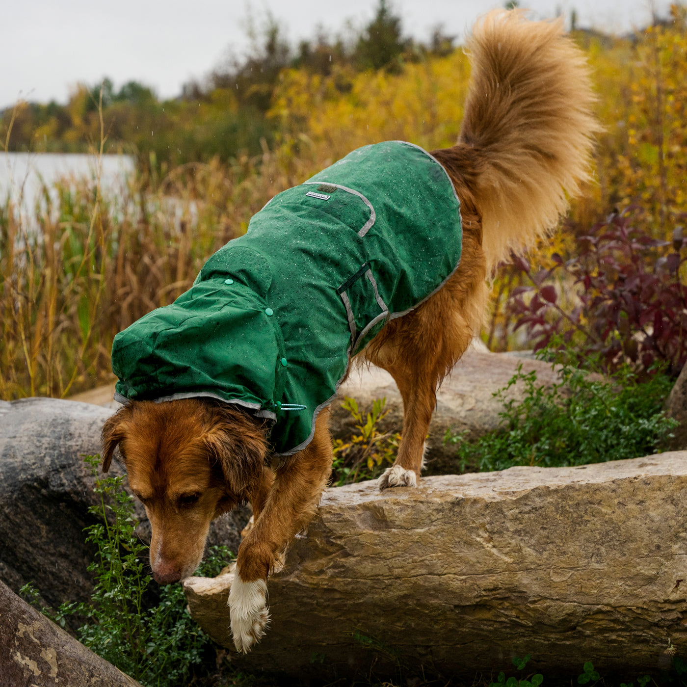 Delta Rain Slicker  Water-Resistant Dog Raincoat