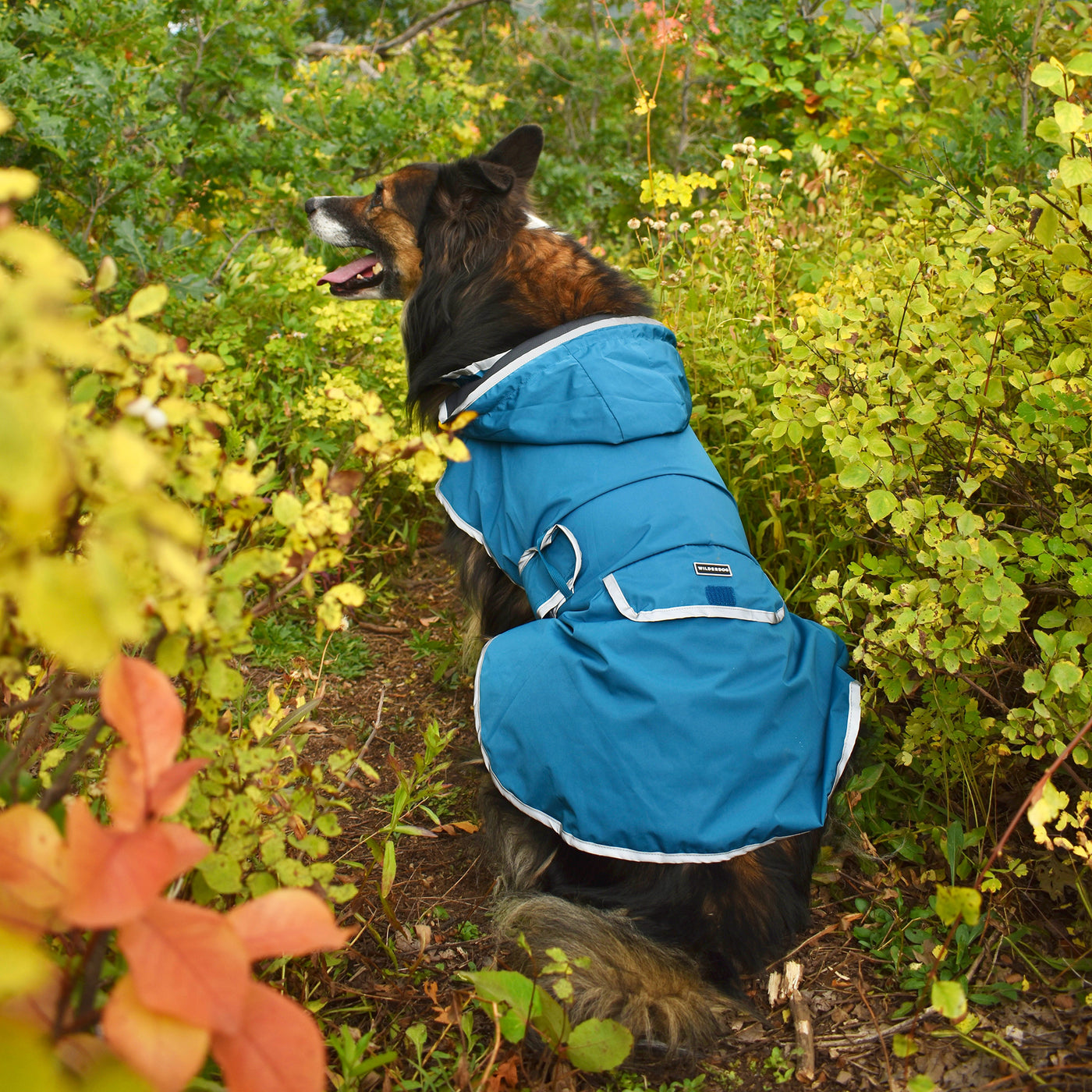 Dog Rain Jacket