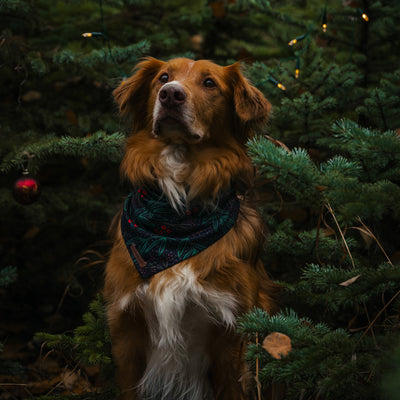 Holly Bandana