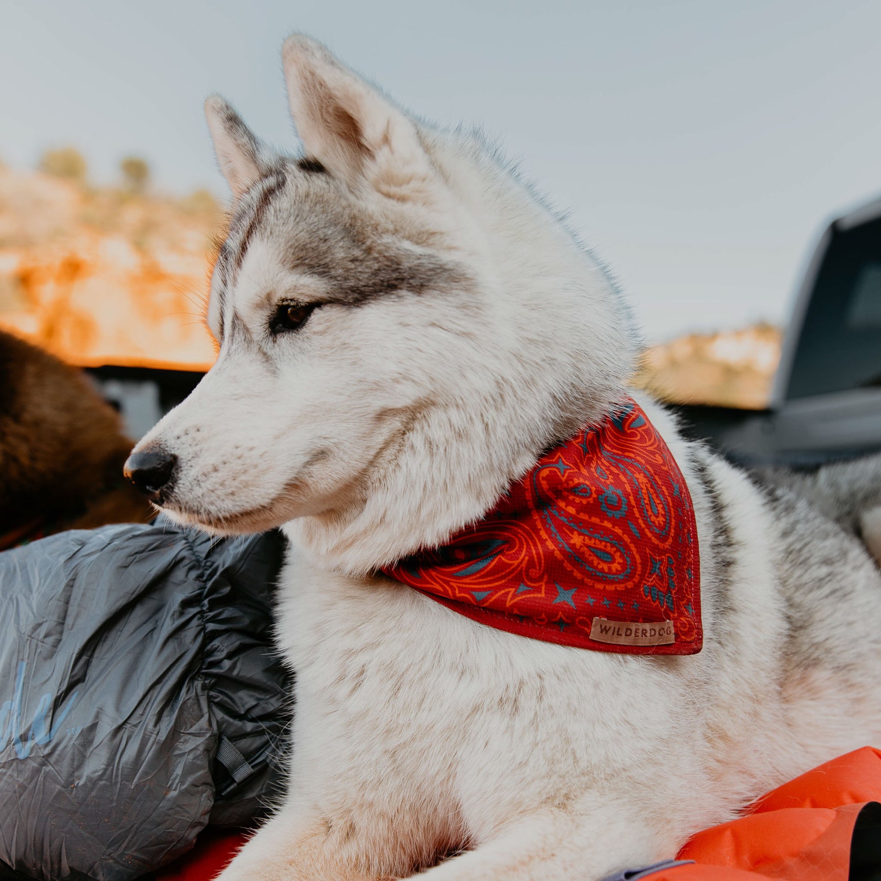 Wilderdog Cooling Bandana for Dogs On Trails Rodeo | Sackett Ranch