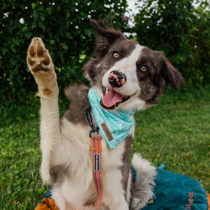 Agave Bandana – Wilderdog