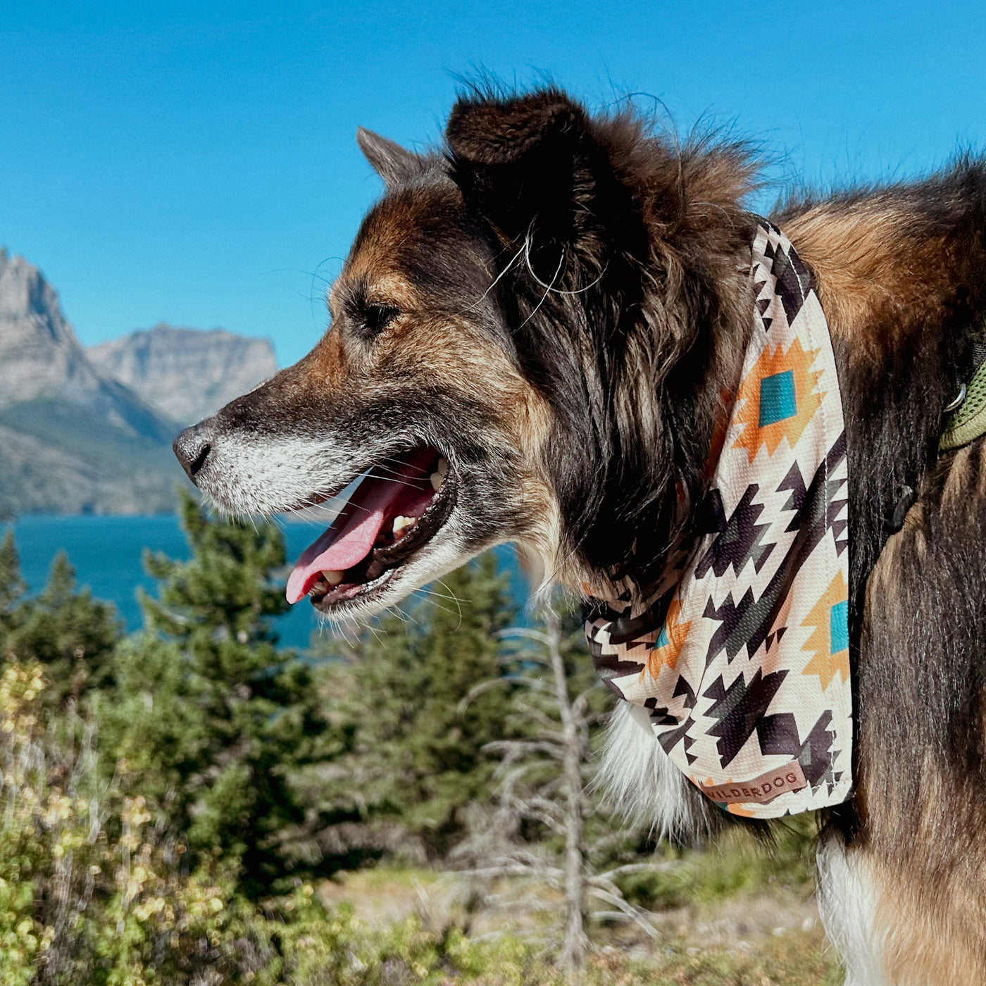 Aztec dog hotsell bandana