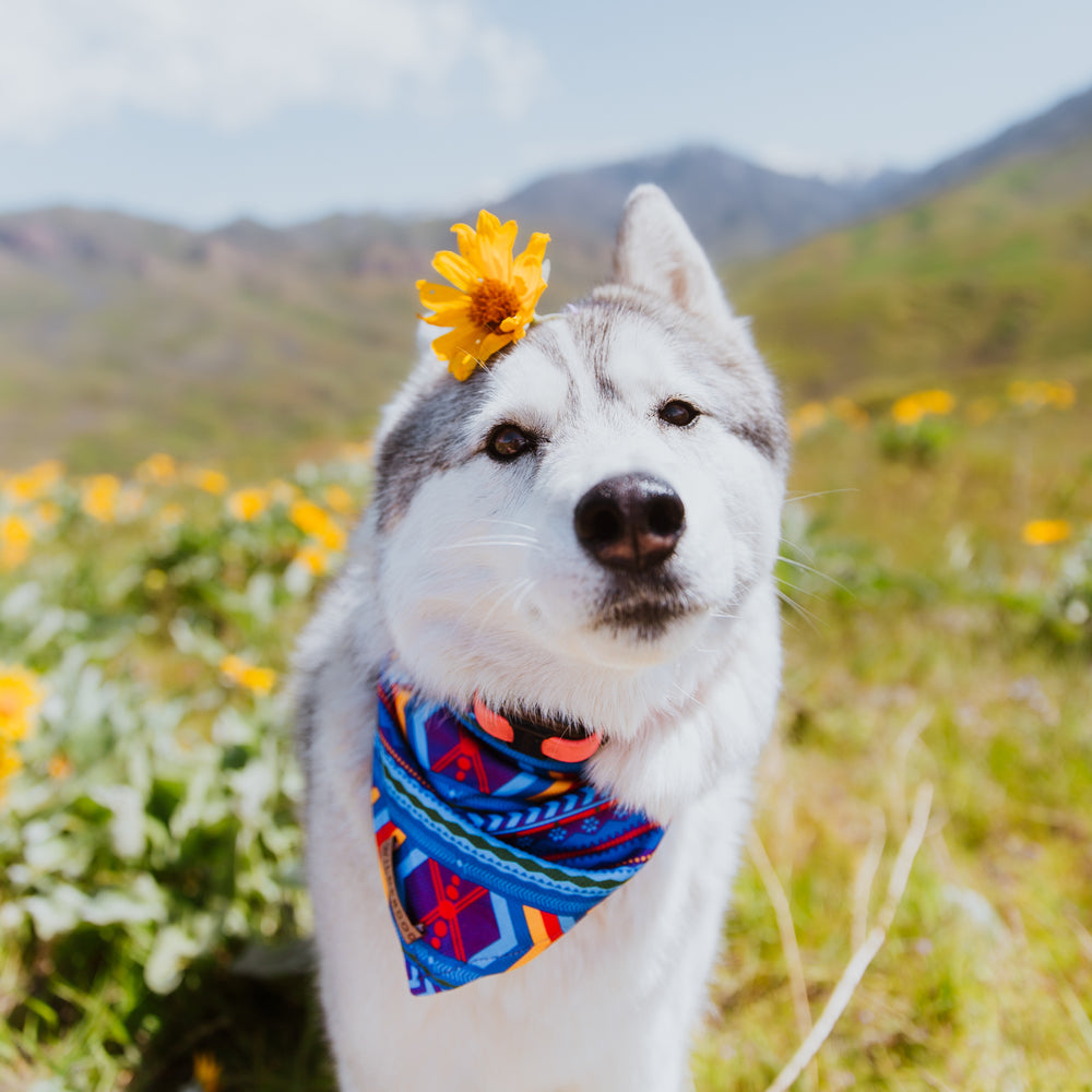 小物 SKY HIGH FARM MUNDO COLLAGE BANDANA VINTAGE BANDANA – Sky High Farm Goods