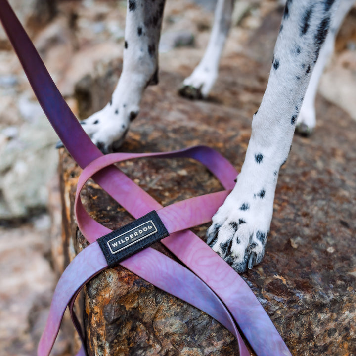 Aurora Waterproof Leash + Collar Bundle – Wilderdog