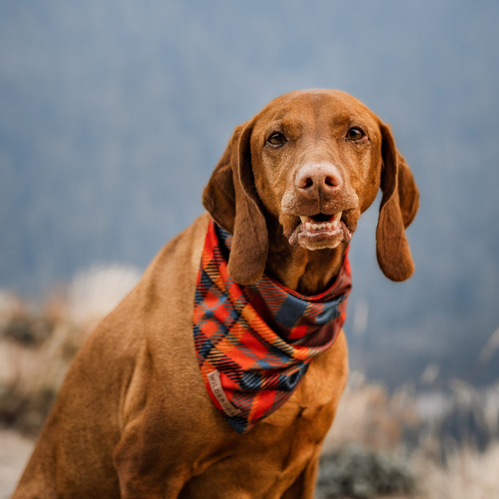 Pumpkin Spice Plaid Bandana – Wilderdog