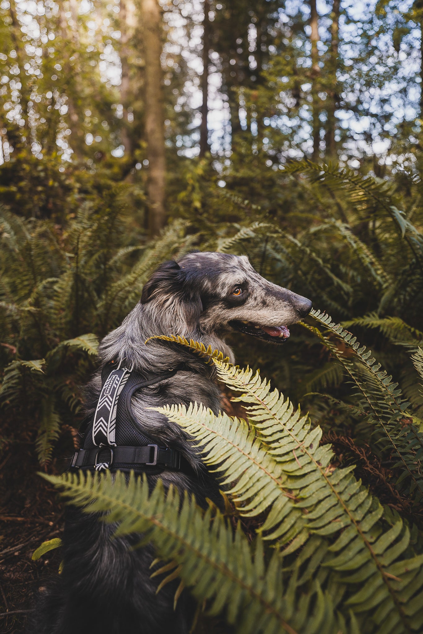 Wilderdog | Gear for Dogs on Adventures