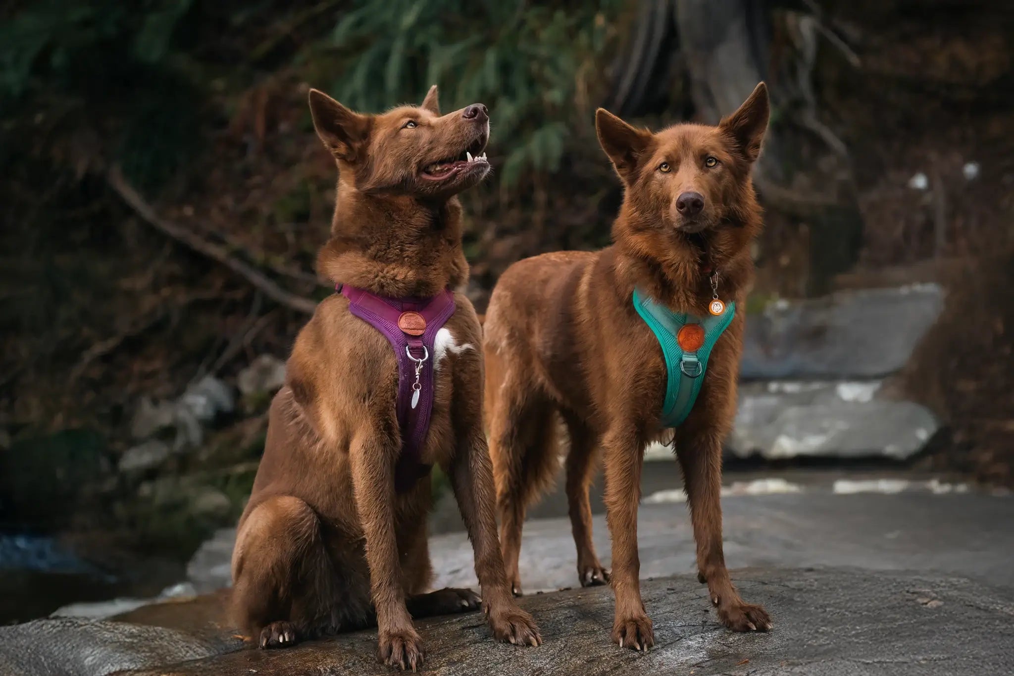 Two brown dogs wearing harnesses sitting on a rock with a natural background.