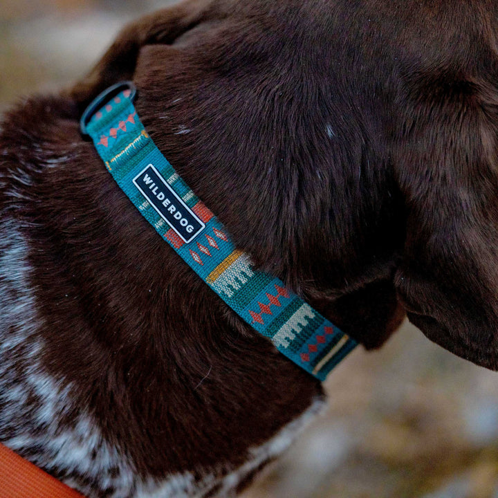 Yucca Ultralight Collar – Wilderdog