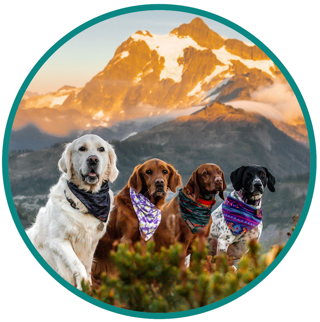 Pumpkin Spice Plaid Bandana – Wilderdog