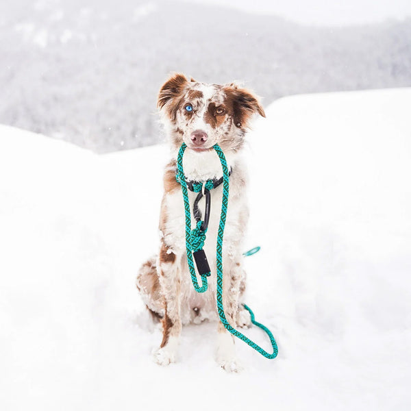 Big Carabiner Rope Leashes