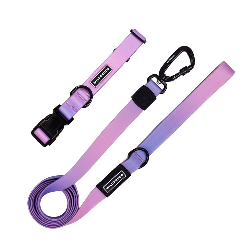 leash collar aurora on a white background; Brian Walker product photograph