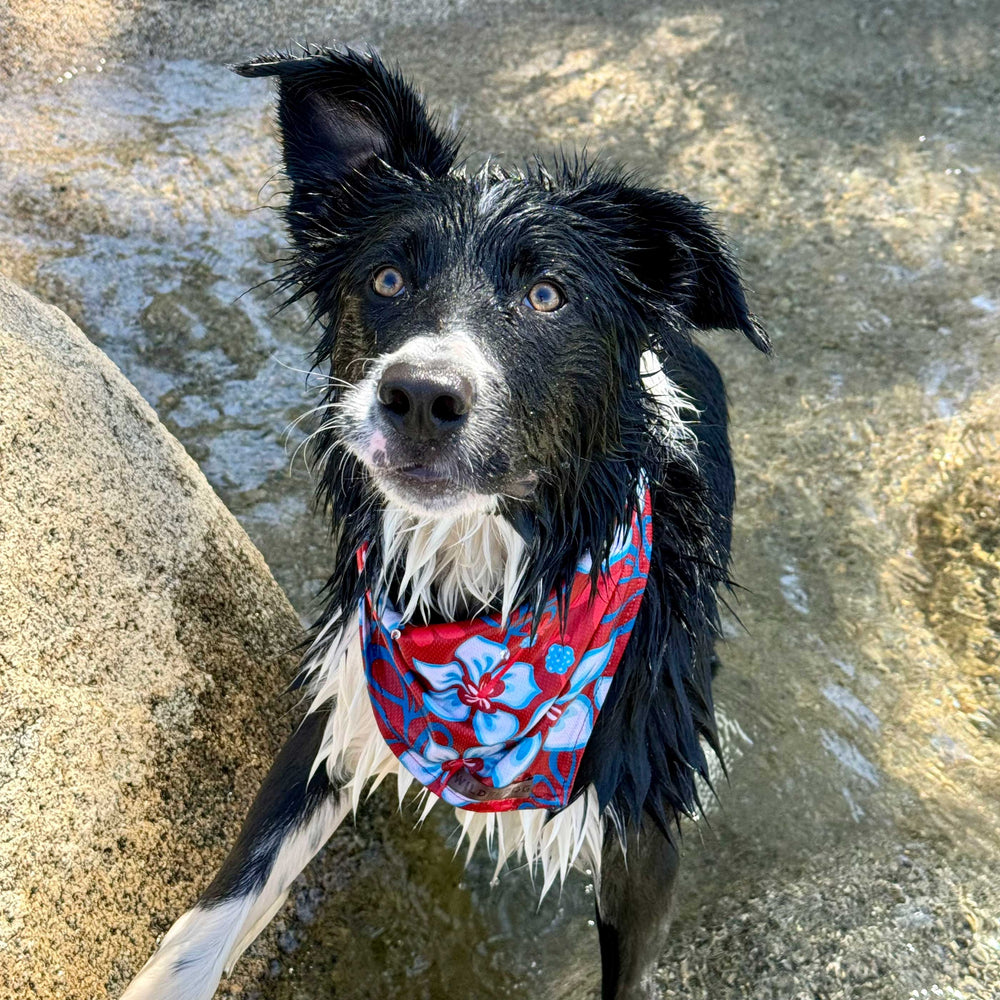 Aloha Bandana – Wilderdog