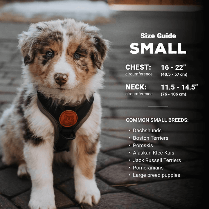 Shepherd Puppy Australian Shepherd Harness Size Dog Harness
