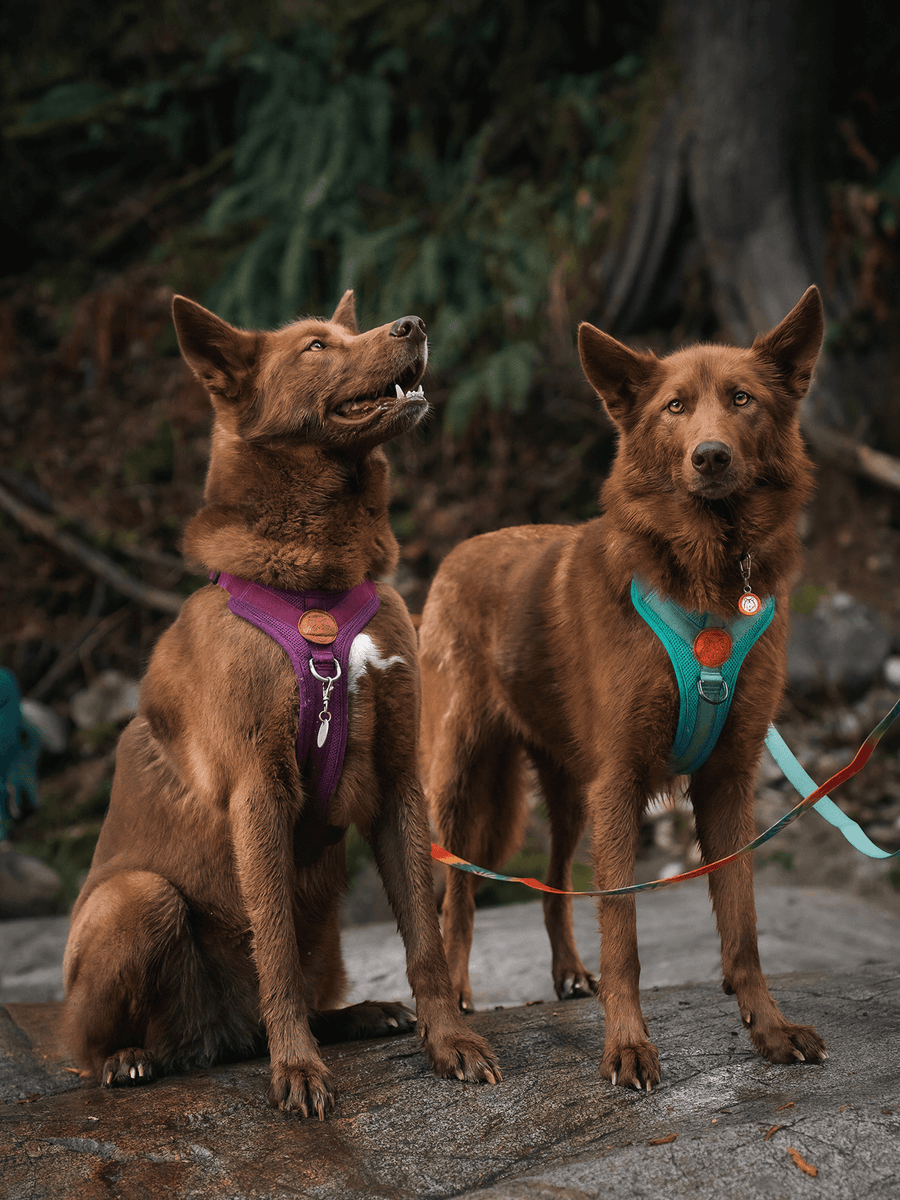 Two brown dogs wearing harnesses sitting on a rock with a natural background.