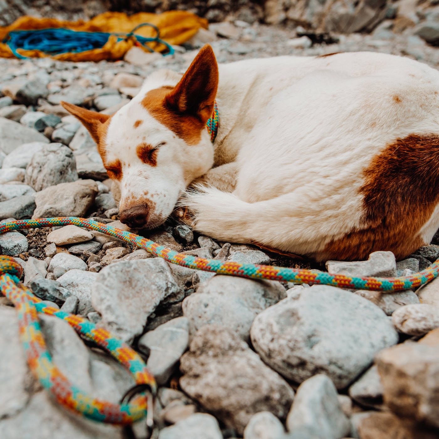 Aprés Leash