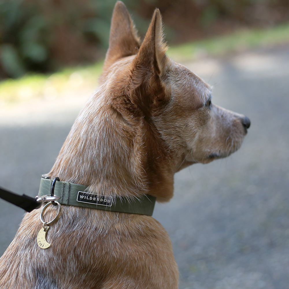 Olive Waterproof Collar