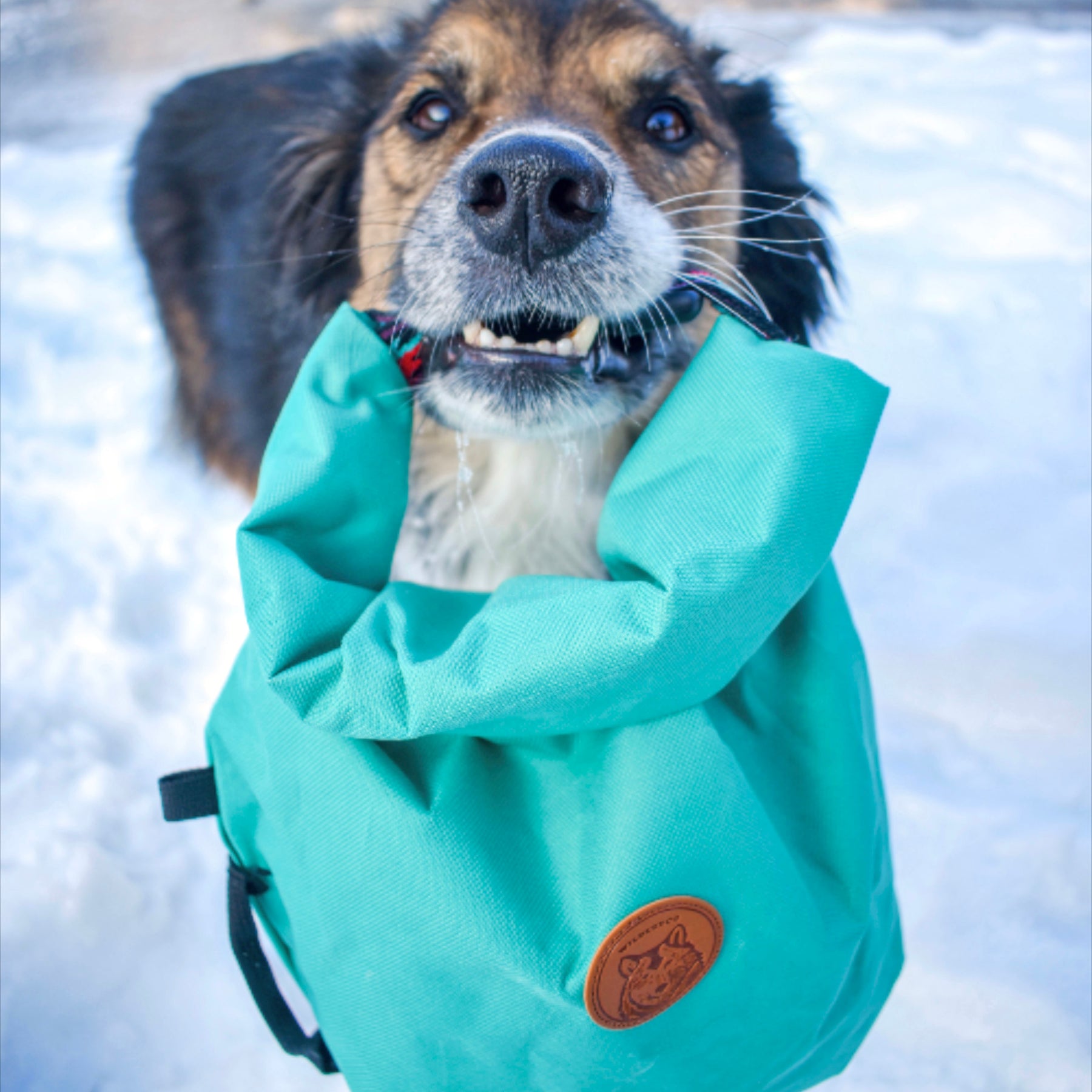 Doggie Bag – Wilderdog