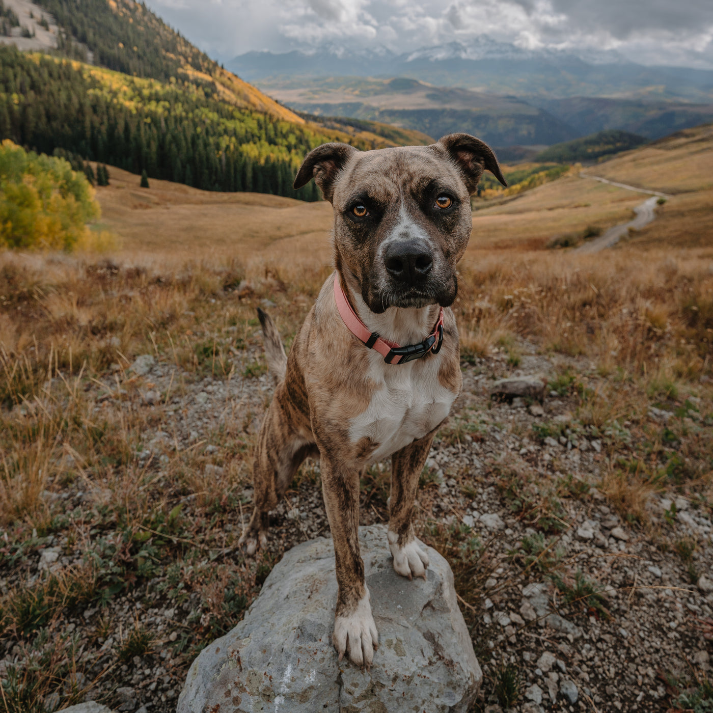 Guava Waterproof Collar