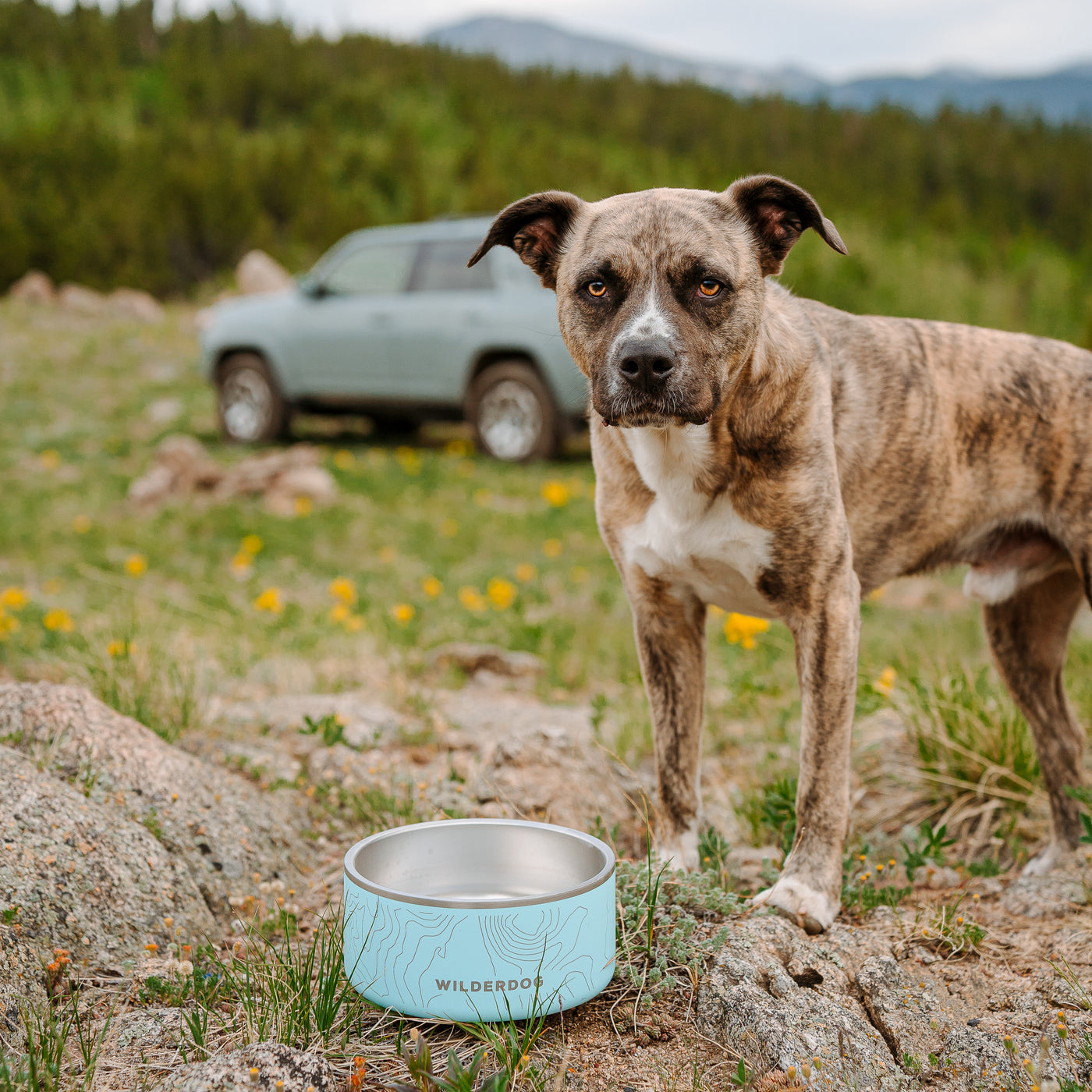 YETI Boomer 4, Stainless Steel, Non-Slip Dog Bowl, Holds 32 Ounces