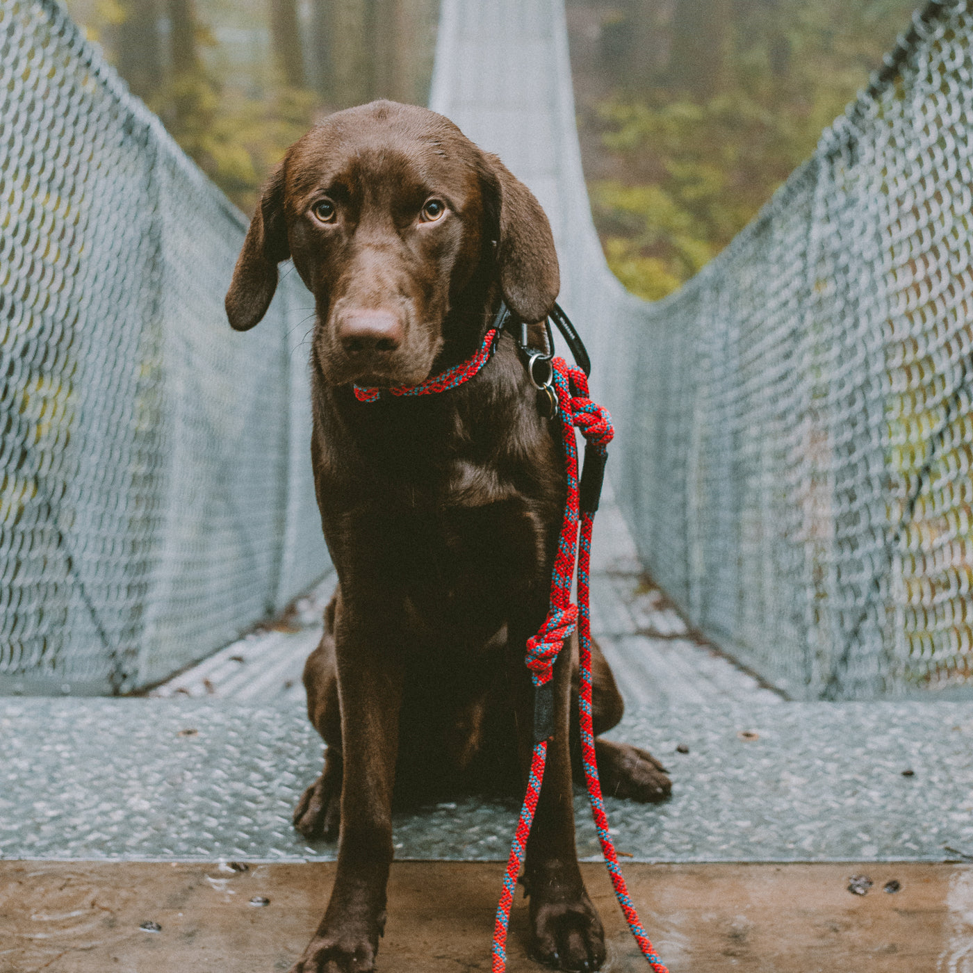 Maple Leash