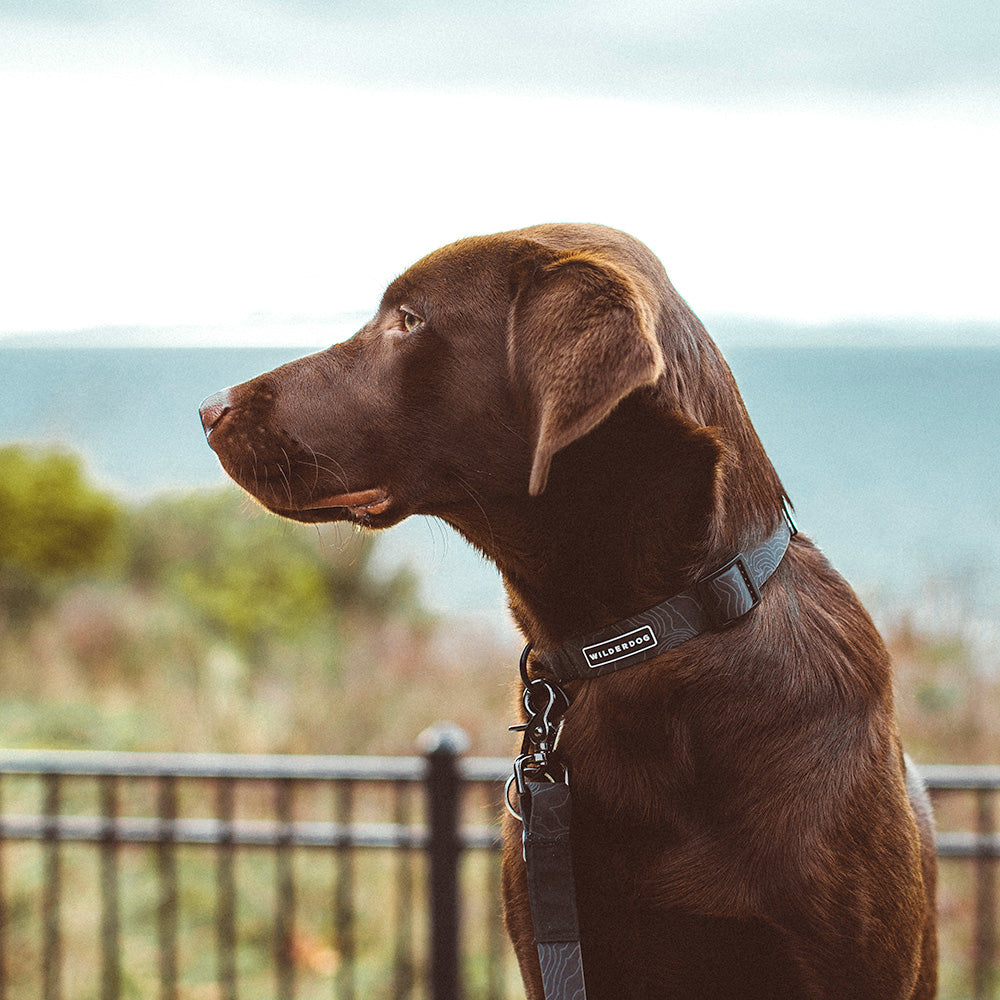 Black Waterproof Collar