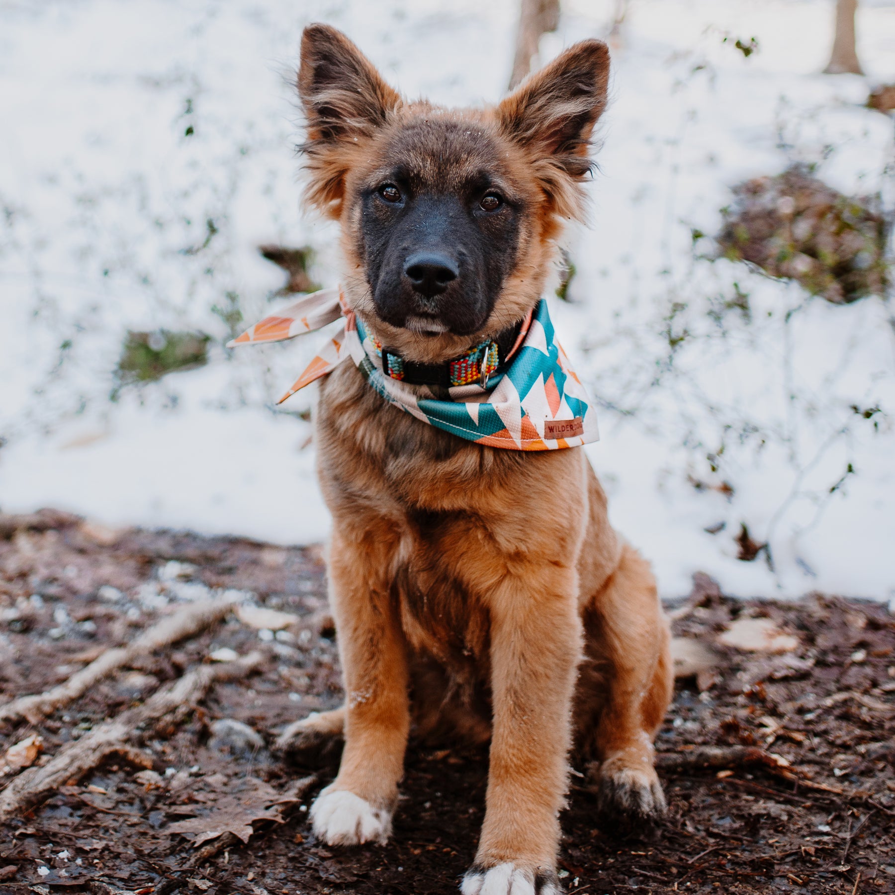 Wilderdog Dog Bandana | Cream