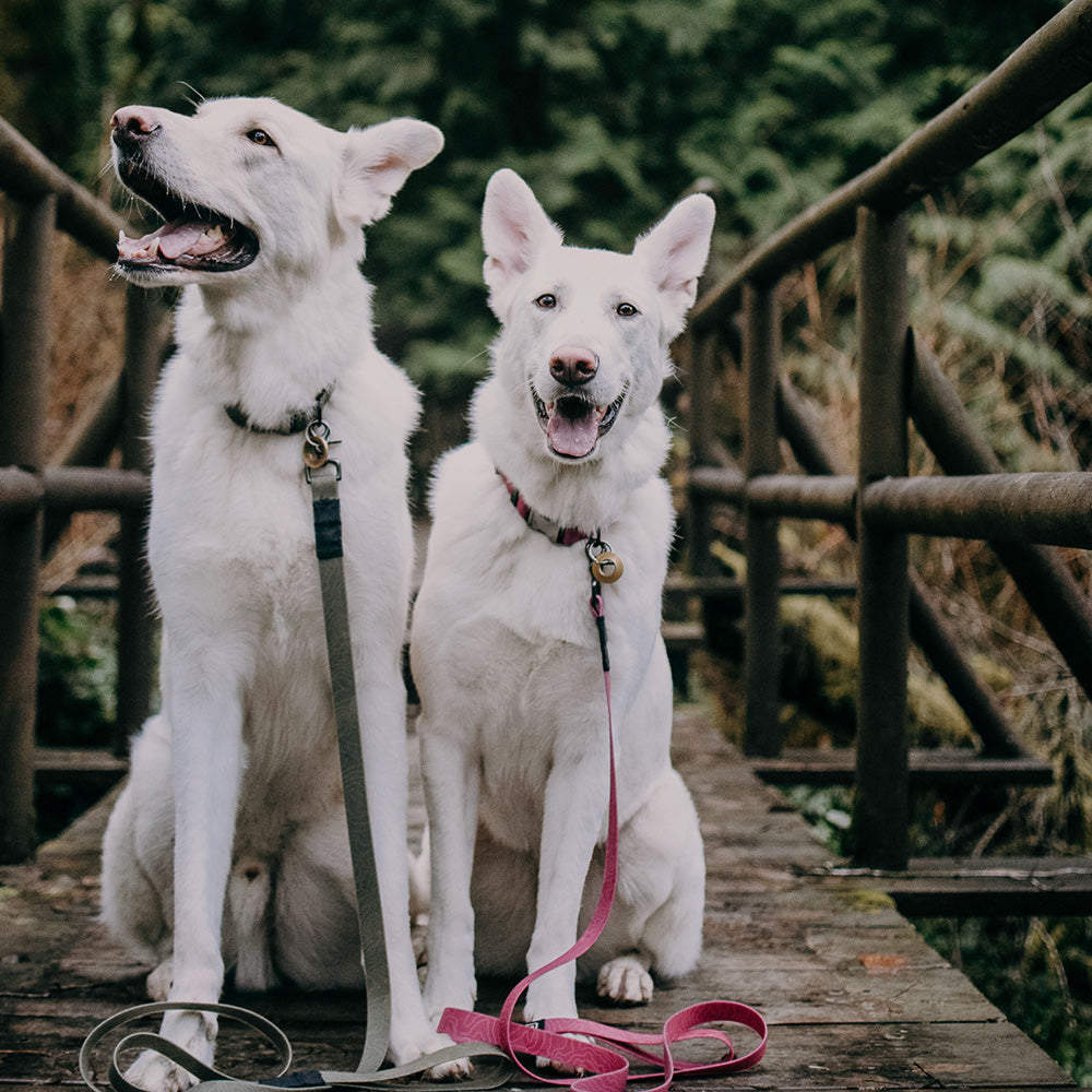 Olive Waterproof Leash