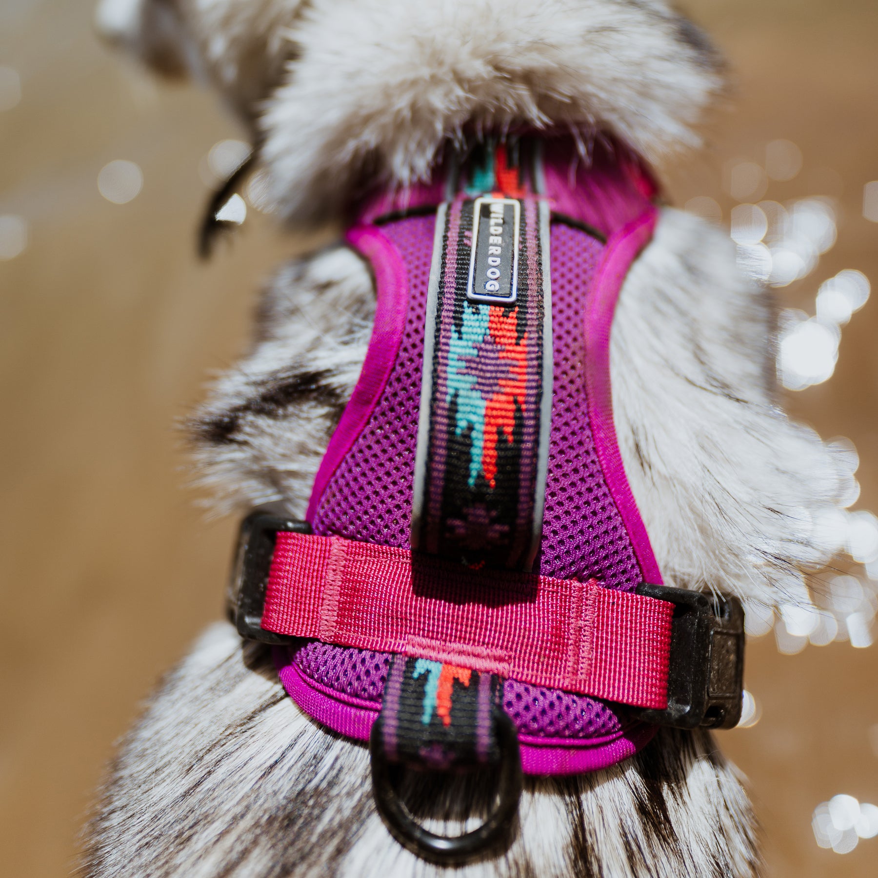 Harness Wilderdog