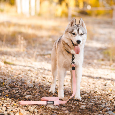 Guava Waterproof Leash