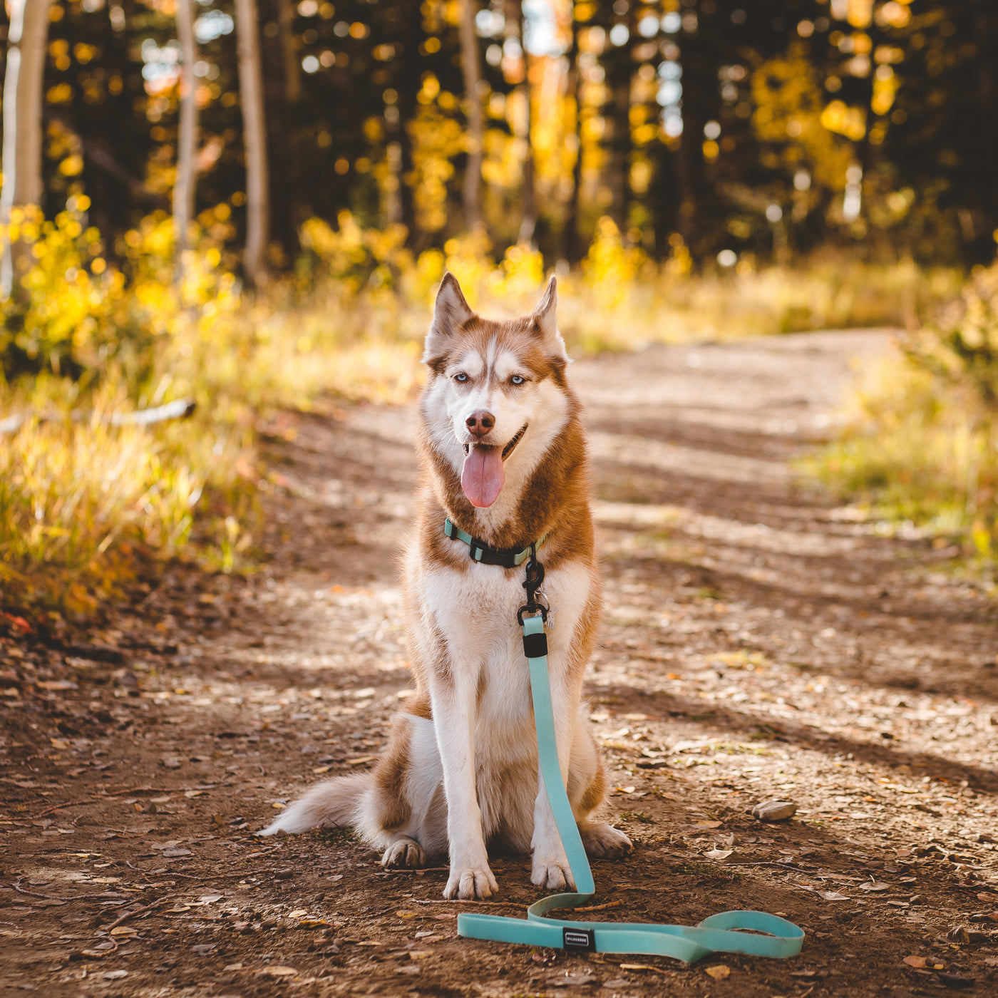 Seafoam Waterproof Leash