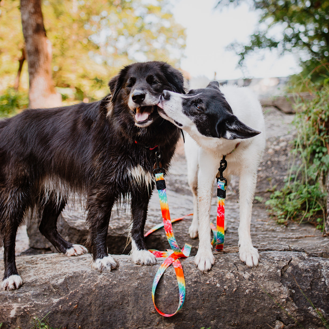 Tie Dye Waterproof Leash