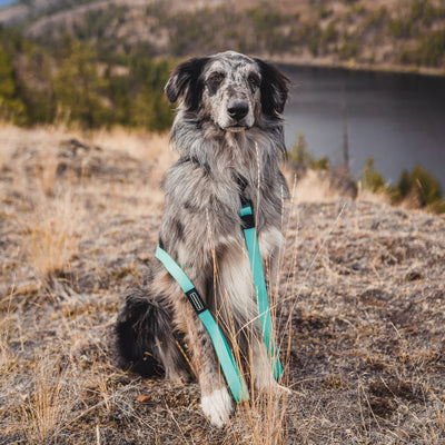 Seafoam Waterproof Leash