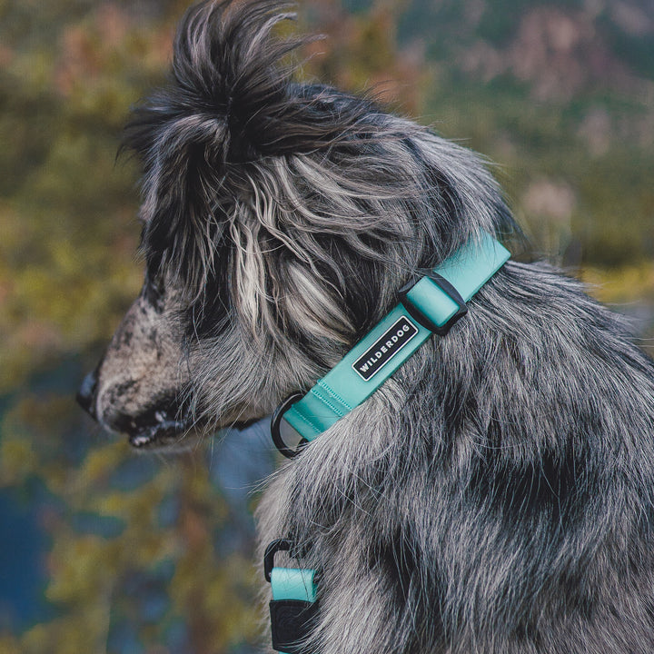 Seafoam Waterproof Collar – Wilderdog