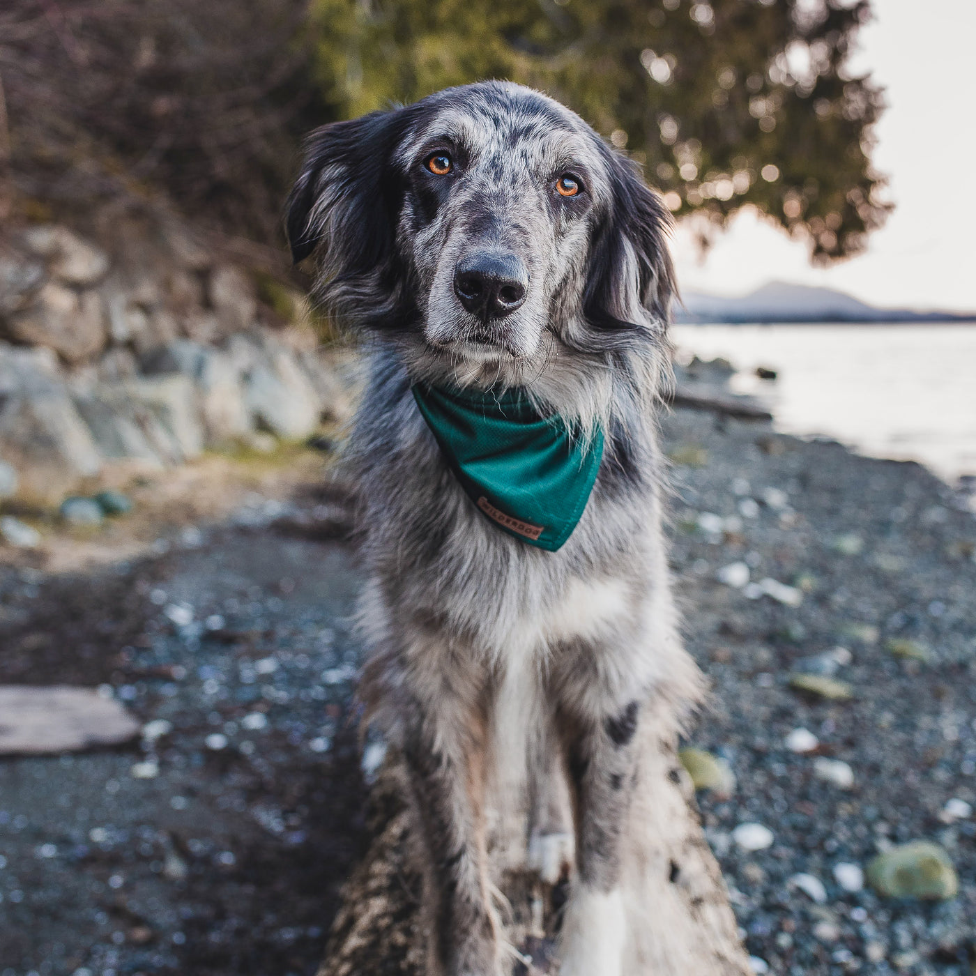 Evergreen Topo Bandana