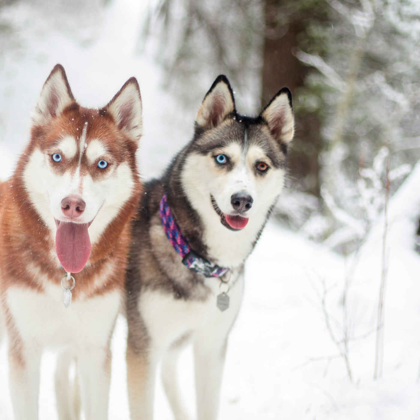 Razzleberry Reflective Collar