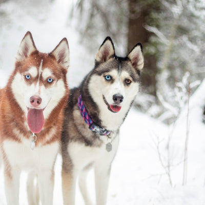 Razzleberry Reflective Collar