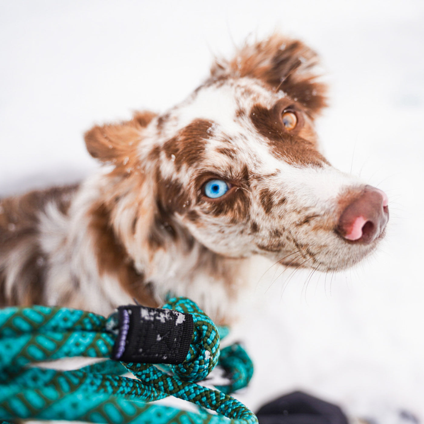 Cascade Leash