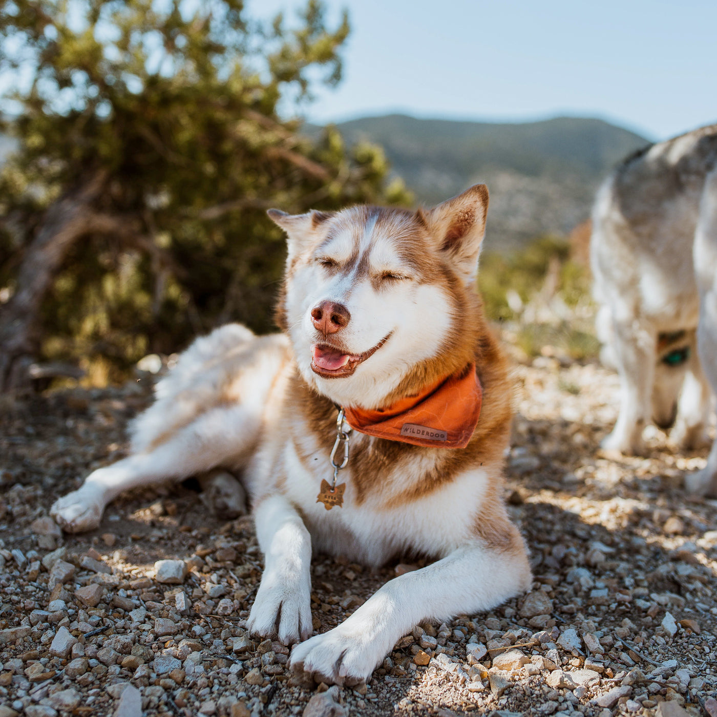 Orange Topo Bandana