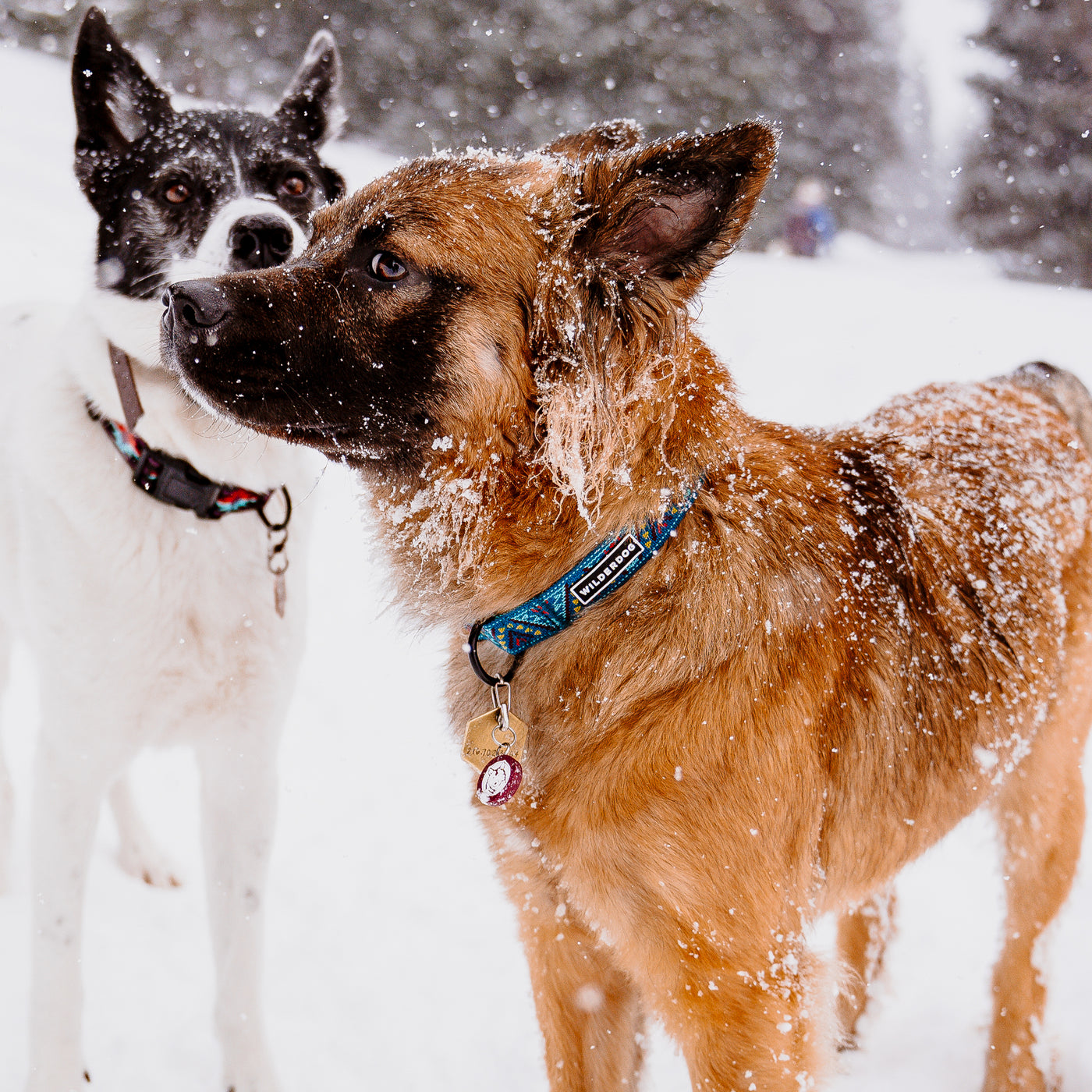 Glacier Ultralight Collar