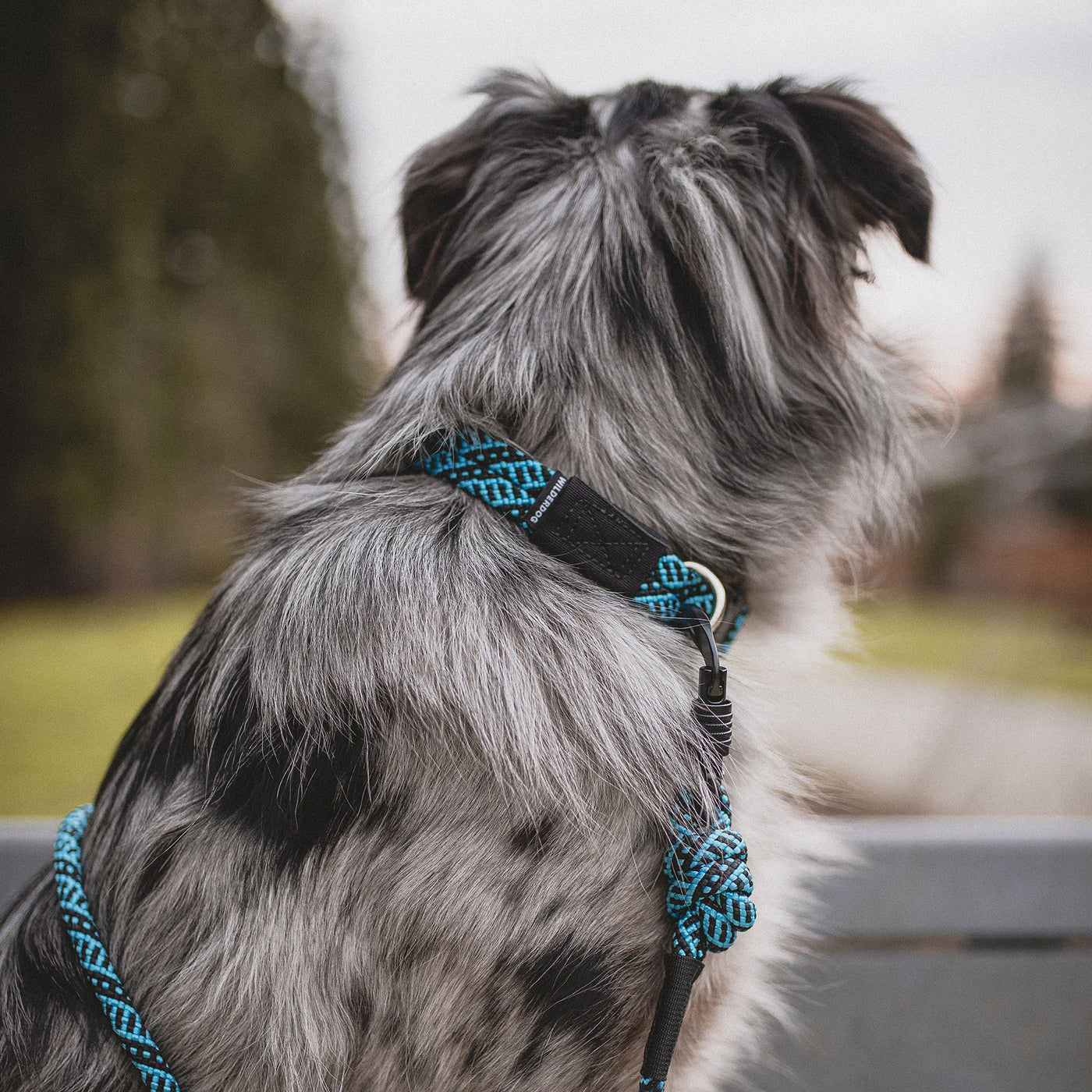 Wilder hotsell dog collar