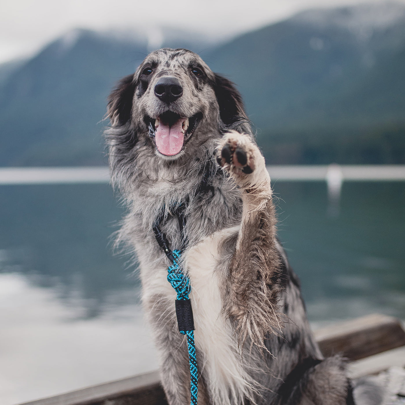 Teton Leash