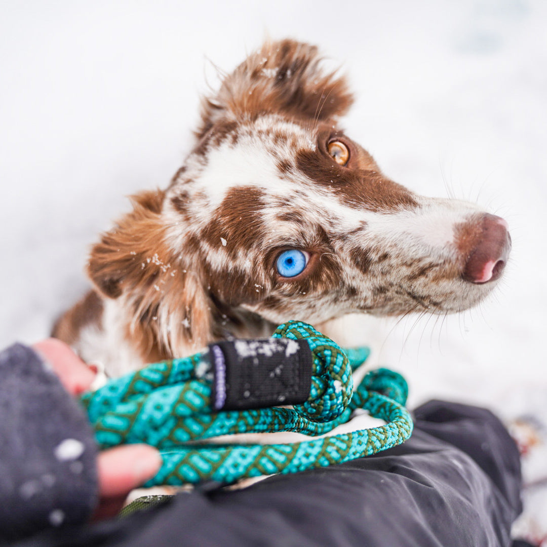 Cascade Quick Clip Leash