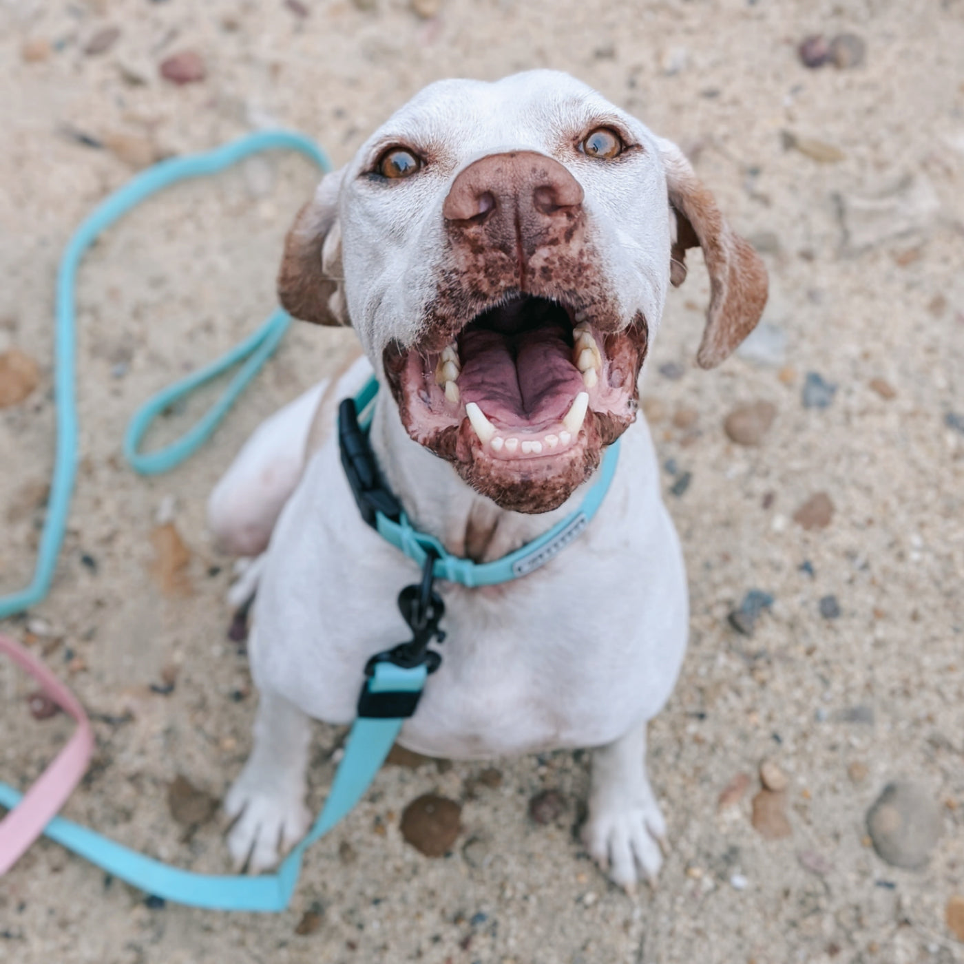 Seafoam Waterproof Leash