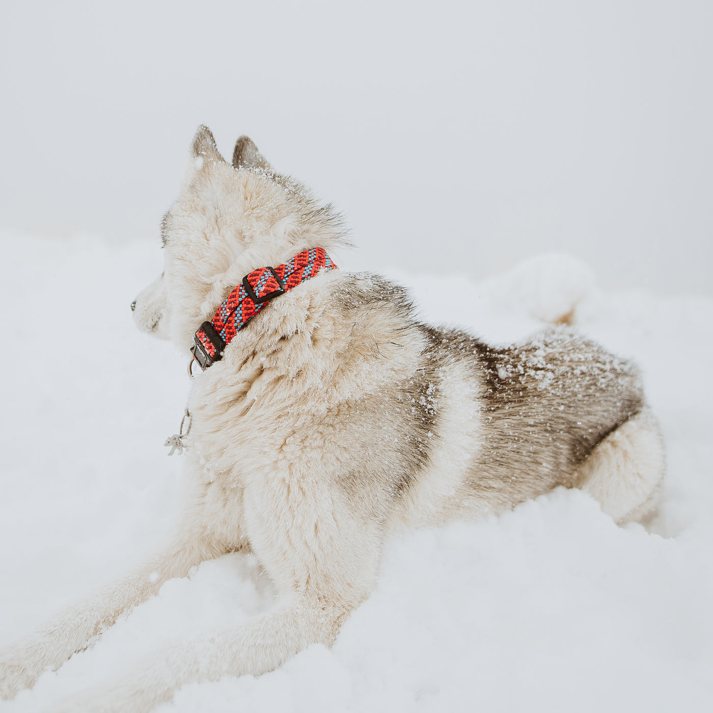 Maple Collar