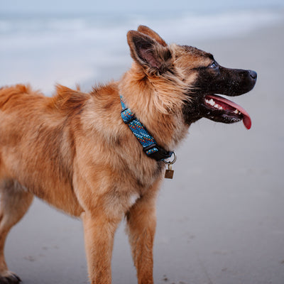 Pacific Blue Reflective Collar