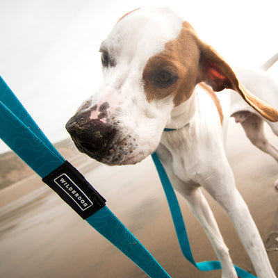 Teal Waterproof Leash