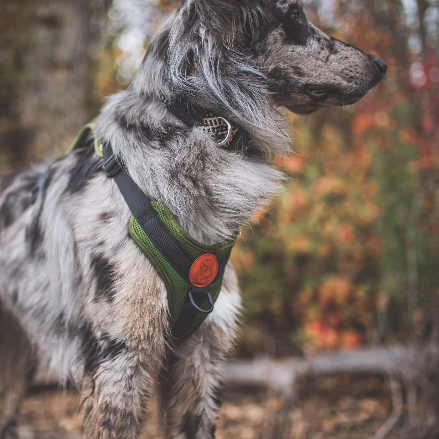 Harness