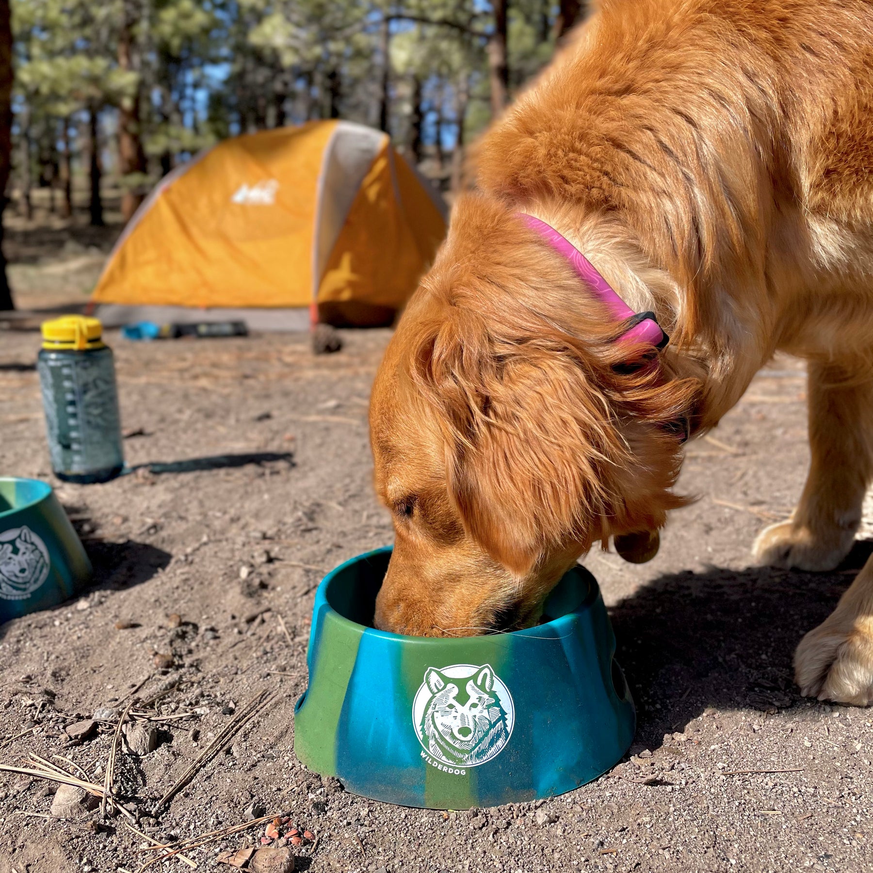 Best travel dog bowl 2025